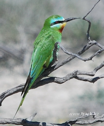 Blue-cheeked Beeeater
